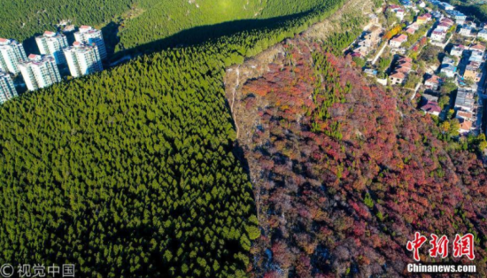 御宁 摄 图片来源:视觉中国 济南现“半山青松半山红”奇景