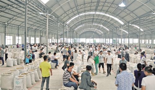 首阳镇中药材交易市场切片交易大厅内,客商在挑选药材。 经济日报记者 陈发明摄 甘肃陇西:“千年药乡”迈向“中国药都”