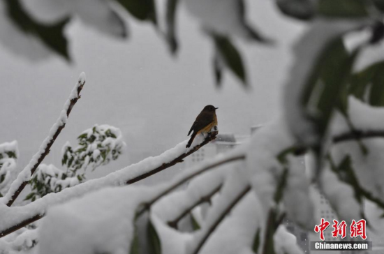 全国多地降2018初雪 最美的雪景都在这里