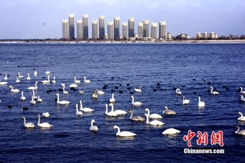 山东荣成“天鹅”特色旅游 山东荣成打造生态之城 走出“天鹅”特色旅游之路