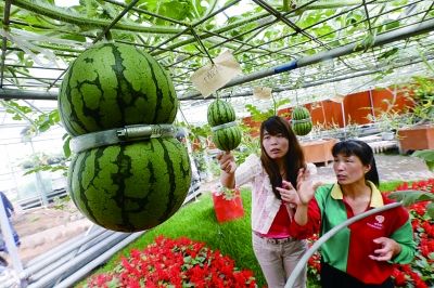 图为老宋瓜园内吊着长的“葫芦瓜” 图为老宋瓜园内吊着长的“葫芦瓜”