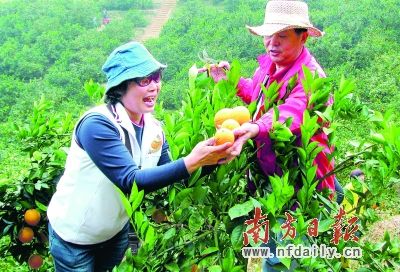 广东省市领导登台吆喝卖平远慈橙_农业滚动
