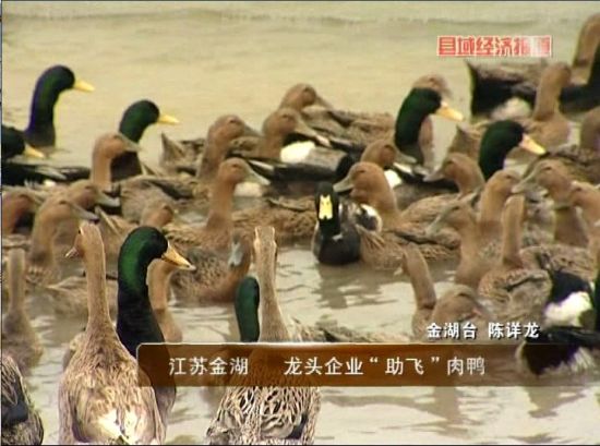 江苏金湖:龙头企业助飞肉鸭_农业滚动