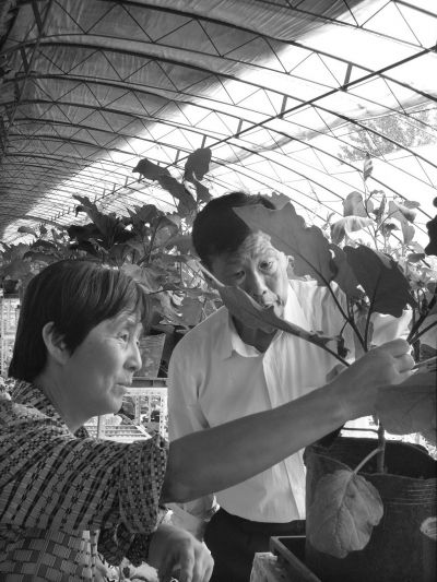 图为许天笙（右）在大棚内传授盆栽蔬菜相关技术。