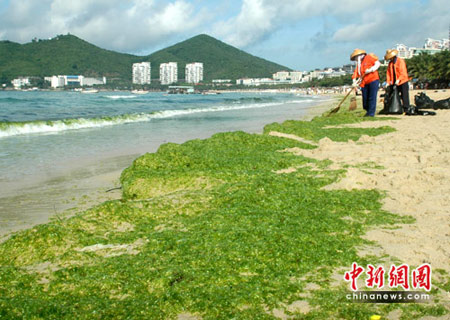 三亚海滩遭绿藻袭击 专家称无负面影响(组图) 三亚海滩遭绿藻袭击 专家称无负面影响(组图)