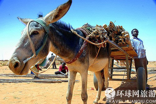 苏丹人的奢侈生活 娶个老婆血本无归(组图)