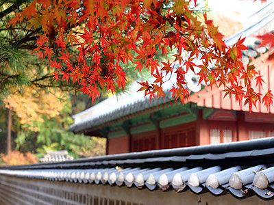 “枫”景这边独好 出境赏红目的地推荐(组图)