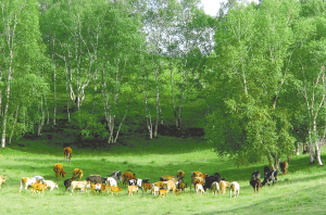 林地承包期明确为70年_滚动新闻