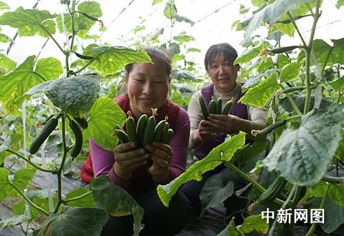 山西侯马市发展生态农业蔬菜卖上水果价