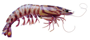 ��ϺΪʲô�а�ˮζ��