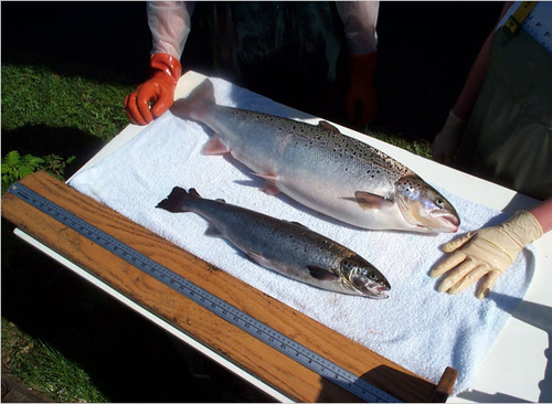 ���������������ϲ���