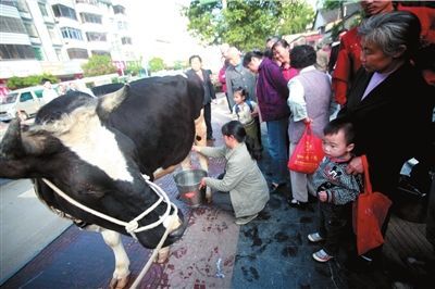 5月24日，广西全州，一奶牛饲养户牵着奶牛在街头现挤现卖牛奶。图/CFP 