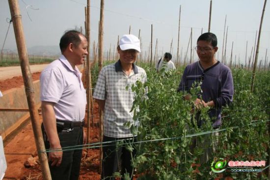 省农业厅调研组到宣威市调研高标准粮田建设(