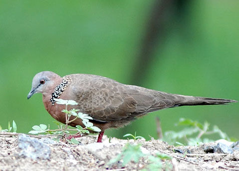阿根廷野鸽成灾导致向日葵减产 经济损失近3亿美元