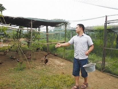 图文:山鸡养殖在省内遍地开花_滚动新闻