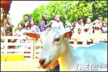 法国香街变绿街 “自然首都”活动人气旺(图)