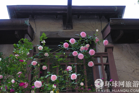 花卉小城纽密:市民养殖的每盆花政府都有备案