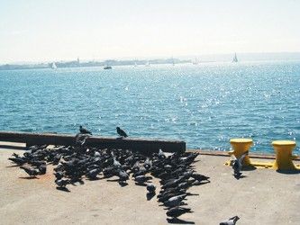 探访美国宜居城市圣迭戈(图)