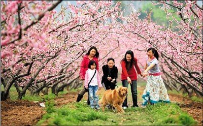 北京平谷桃花音乐节17日开幕(图)