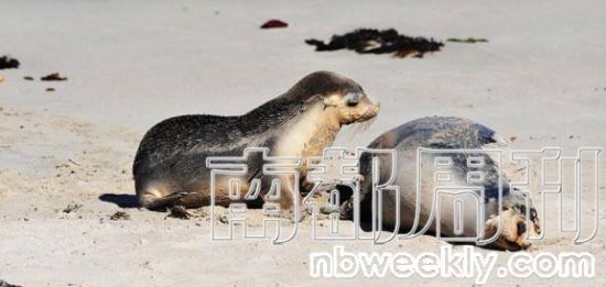 阿德莱德:躺在地面呼吸(组图)