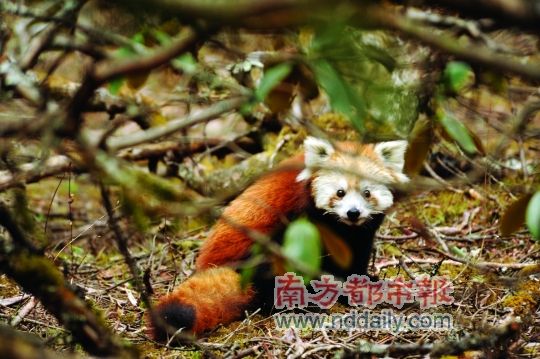 喜马拉雅山脉南麓上的美丽邂逅(图)