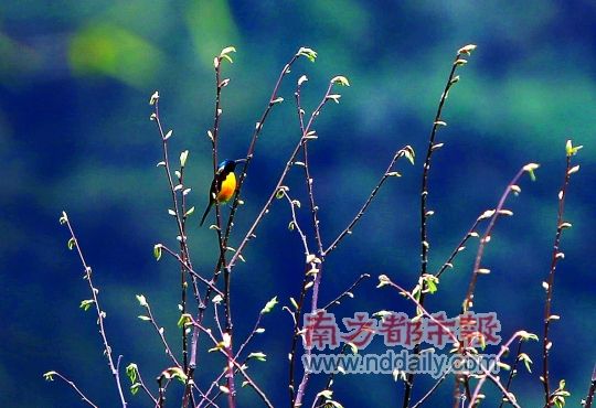 喜马拉雅山脉南麓上的美丽邂逅(图)