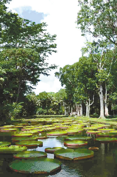 植物园王莲池 毛里求斯:天堂原点(组图)