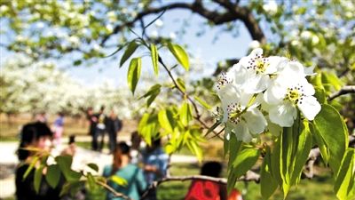 北京房山梨花文化节开幕 北京房山梨花文化节开幕(图)