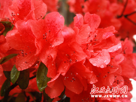 首届井冈山国际杜鹃花节开幕(组图)