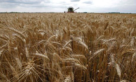 美国俄勒冈农田发现转基因小麦引发贸易关注