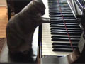 美国5岁小猫痴迷弹奏钢琴
