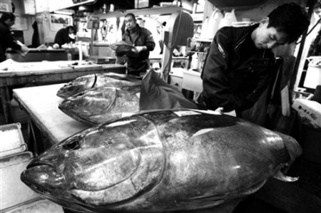 日本每年消耗大量鱼肉。