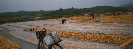 Korea drives a city, the corn caboodle that piles caboodle is in roadside. Korea the year's harvest is bad this year, spring is dry, summer makes a surprise attack by rainstorm. 