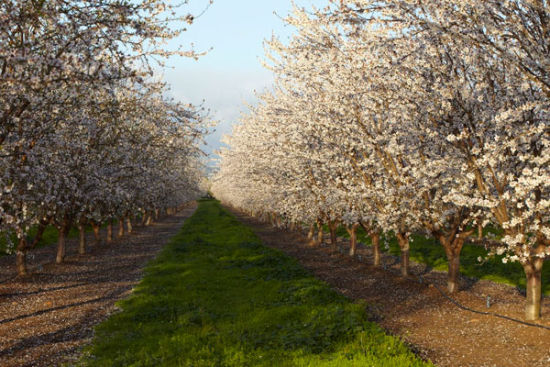 美国加州巴旦木:一粒果实与一种生活方式