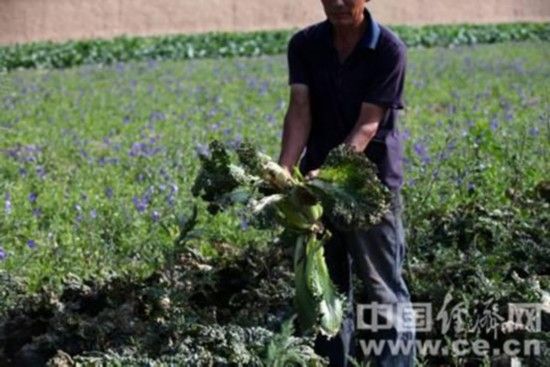 由于污染，潘家窝铺村一位村民种植的大白菜已经从心里烂起。“辛辛苦苦种了一年的白菜一分钱都卖不上。”这位村民哀叹。蒋毅坤/摄