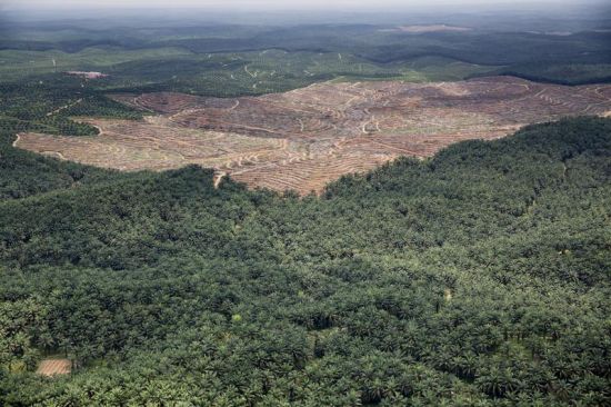 毁林棕榈油再次被拒绝列入环境友好产品清单
