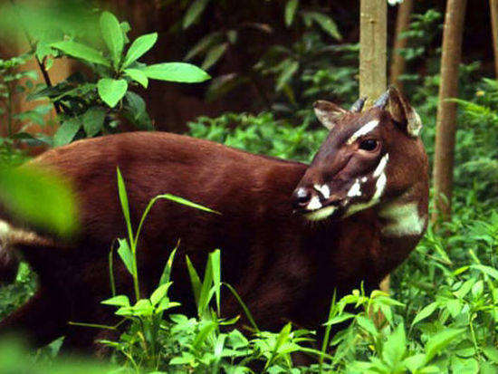 Saola