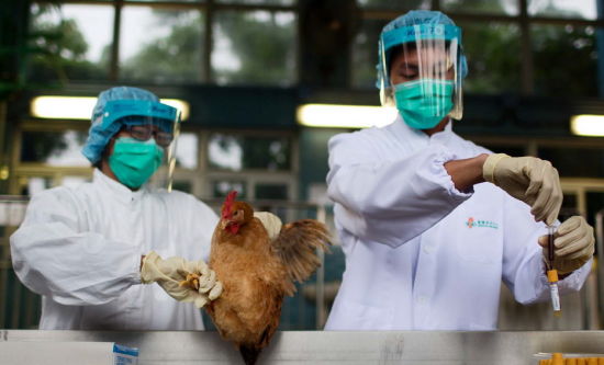 禽流感冲击家禽业:养殖场半年损失逾600亿