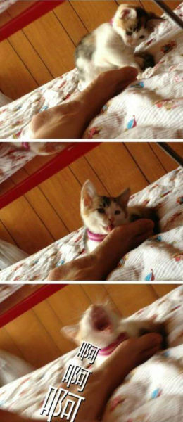 ʲô�к��溦��è����ͼ�����࣡