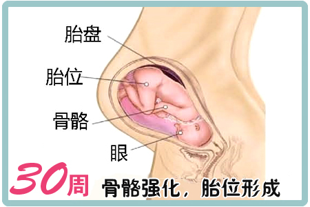 怀孕第30周胎儿图