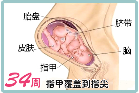 怀孕第34周胎儿图