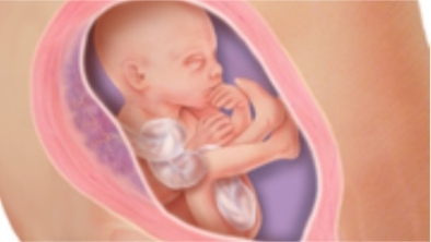 怀孕第22周胎儿图