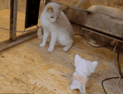 高冷喵星人犯二集锦