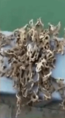 奇形怪状的海洋生物已惊呆