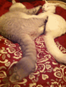 节操精选节操精选141231：百无聊赖的猫生啊！
