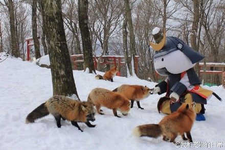 日本狐狸村百只狐狸逗你玩