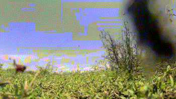 被秃鹫啄食是何感觉:镜头隐藏腐尸中