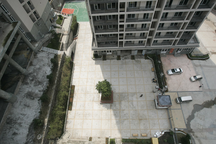 图文:重庆山水小区院内只有一棵树