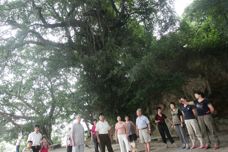 图文:村民把这百年古榕当风水树