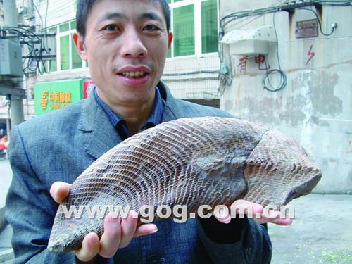 【图文】这块石鱼价值几何?